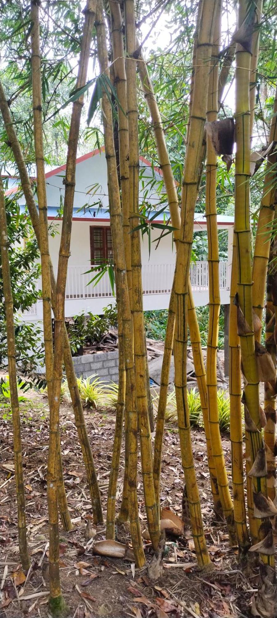 Philip Mary Farm Stay Thekkady Extérieur photo